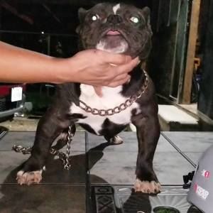 Meet your Posher, Damon